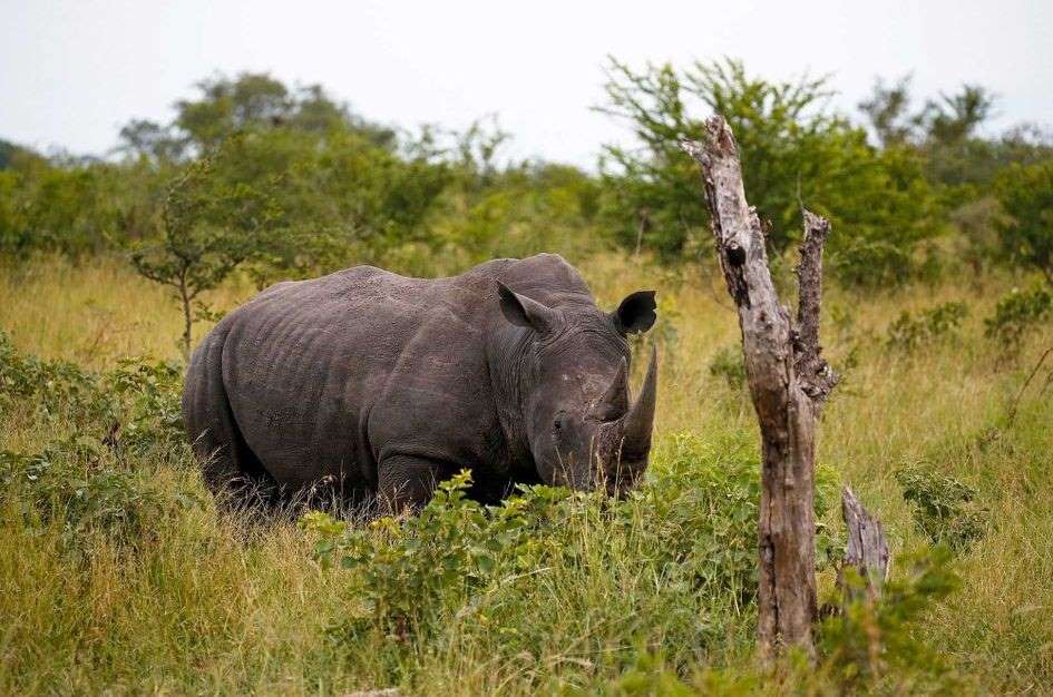 Afrique du Sud : Deux braconniers de rhinocéros tués dans le parc Kruger