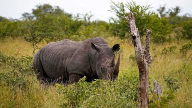 Afrique du Sud : Deux braconniers de rhinocéros tués dans le parc Kruger