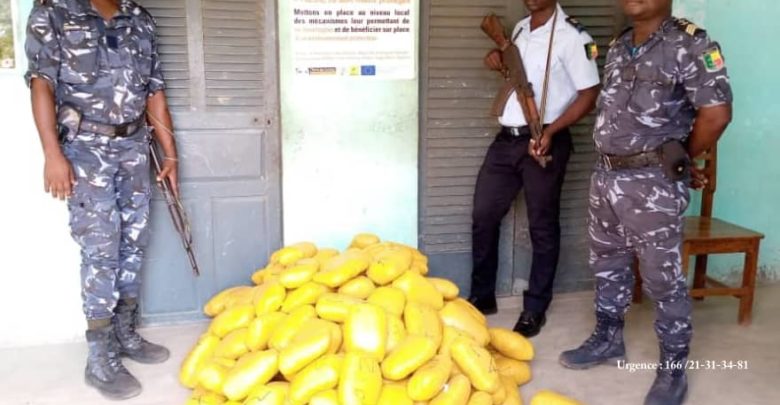 Bénin : 99 kg de chanvre indien saisis à Agoué par la Police