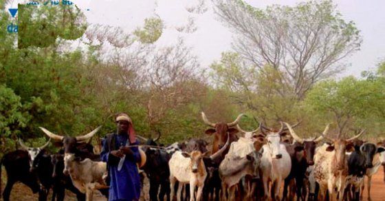 lutte contre la transhumance