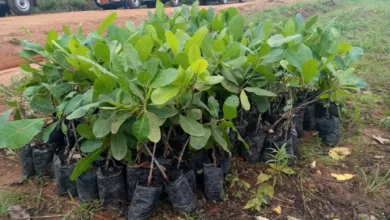Bénin : Lancement officiel de la campagne nationale de plantation d’anacardiers