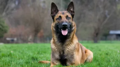 Bénin : Trois localités menacées par des morsures mortelles de chiens enragés
