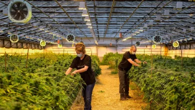 La culture du cannabis à domicile autorisée au Luxembourg