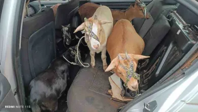 La commune de Athiemé a été secouée dans la matinée de ce lundi 31 juillet 2023 par un théâtre de vol de mouton.