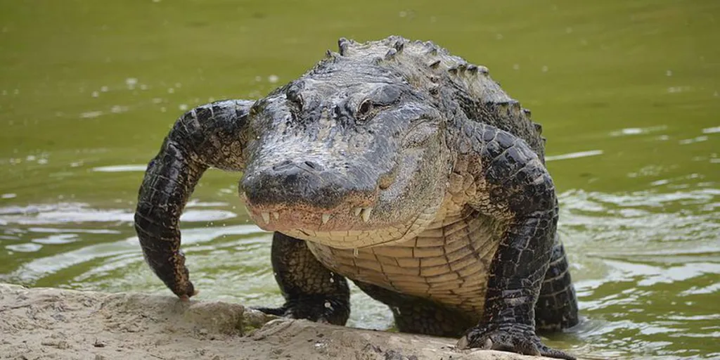 Ce vendredi 22 septembre à la mi-journée, dans le comté de Pinellas, en Floride, un passant a aperçu dans un canal un alligator de 4 mètres tenant le corps d’une femme dans la gueule.