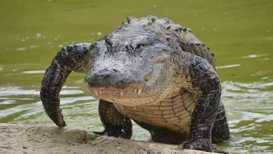 Ce vendredi 22 septembre à la mi-journée, dans le comté de Pinellas, en Floride, un passant a aperçu dans un canal un alligator de 4 mètres tenant le corps d’une femme dans la gueule.