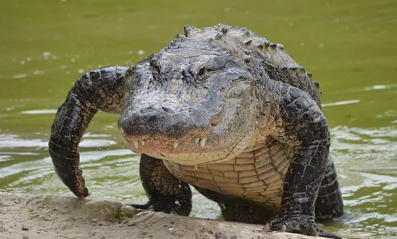 Ce vendredi 22 septembre à la mi-journée, dans le comté de Pinellas, en Floride, un passant a aperçu dans un canal un alligator de 4 mètres tenant le corps d’une femme dans la gueule.