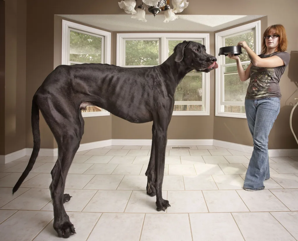 Suite à des complications après avoir subi un traitement contre un cancer des os, Zeus, le chien le plus grand du monde, est passé de vie à trépas.