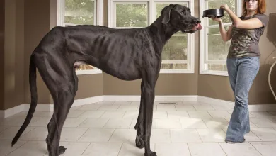 Suite à des complications après avoir subi un traitement contre un cancer des os, Zeus, le chien le plus grand du monde, est passé de vie à trépas.