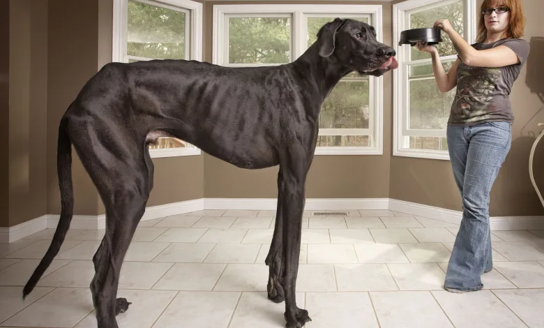 Suite à des complications après avoir subi un traitement contre un cancer des os, Zeus, le chien le plus grand du monde, est passé de vie à trépas.