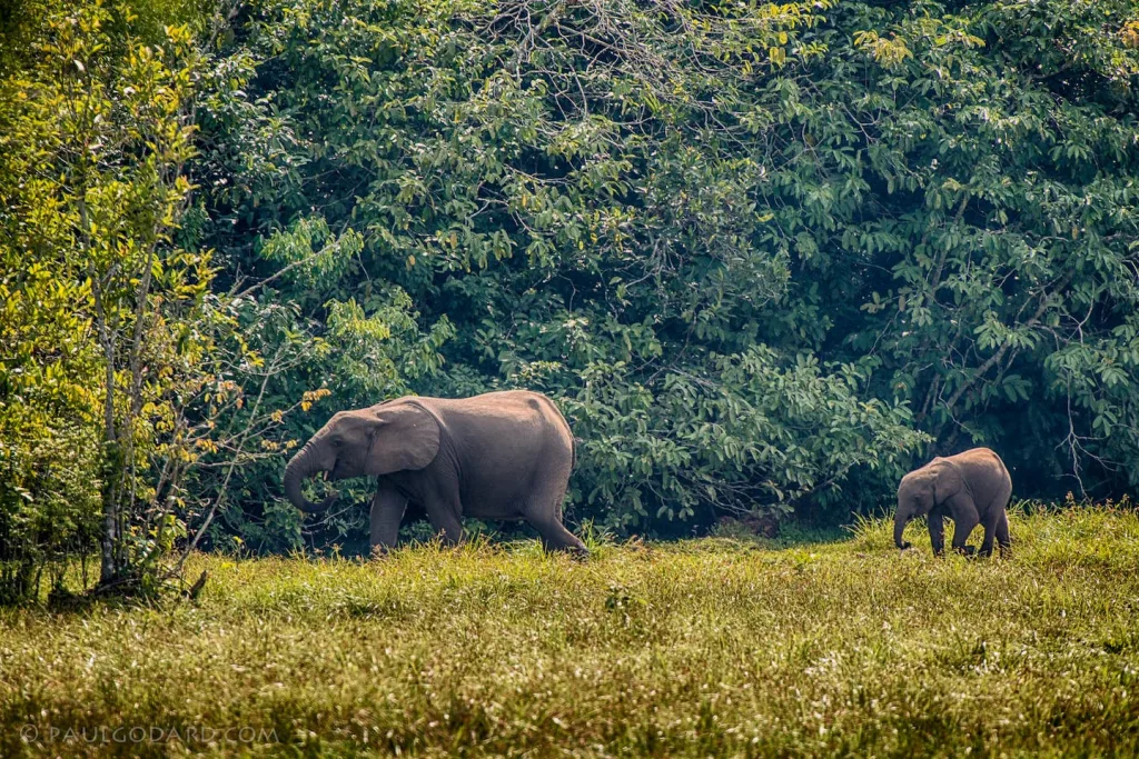 Le Congo accueille le sommet historique des 03 grands bassins forestiers du monde